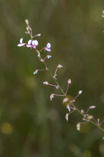 Desmodium obtusum #1